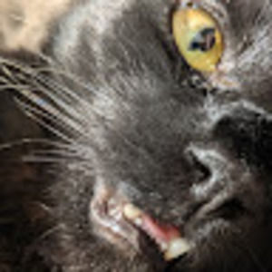 Meet your Posher, Nickle